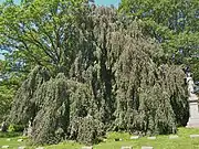 Weeping European Beech, June 2011