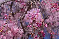 Prunus itosakura 'Plena Rosea' (Yae-beni-shidare) is a cultivar having characteristics of both yae-zakura and shidare-zakura.