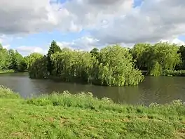 An island of weeping willow trees on a small lake