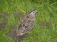 Common quailCoturnix coturnix