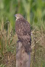 European honey buzzard