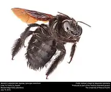 Xylocopa californica