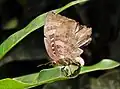 female laying eggs