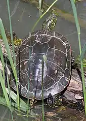 turtle on log looking up, we see it from the rear