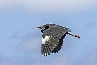 E. g. gularis dark morph in flight, showing white carpal area, São Tomé and Príncipe