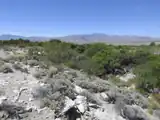 Westward look of the Mesquite Bosque at the DNR