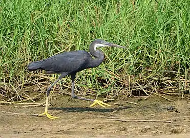 Wetlands and western reef herons in the Greater Accra region