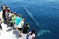 A Bryde's Whale approaches a whale watching vessel in Auckland, New Zealand