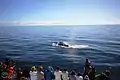 Passengers aboard a whale watching vessel enjoy a close encounter with a Bryde's Whale.