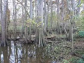 Peach Creek bottom at the CR 135 bridge looking west