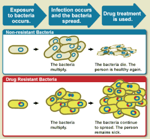 Diagram showing difference between non-resistance bacteria and drug resistant bacteria