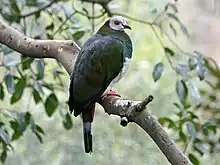 perched green and white pigeon looking right