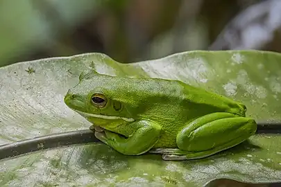 In Daintree rainforest, Queensland