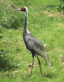 A white-naped crane on grass