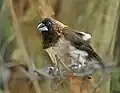 Adult L. s. acuticauda preening after bathing, Narendrapur near Kolkata, West Bengal, India