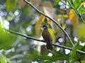 In Satchari National Park, Sylhet, Bangladesh