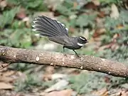 At Sattal near Bhimtal, India