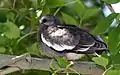 Scruffy looking bird in tree