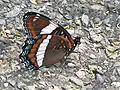 Limenitis arthemis arthemis, ventral, Ottawa, Ontario