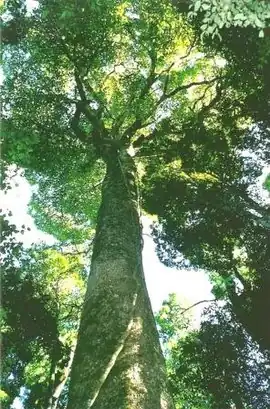 Giant white beech - Tooloom National Park, NSW