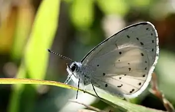 Ventral view