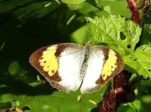 Dorsal view (female)