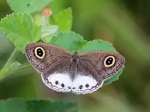 Dorsal view