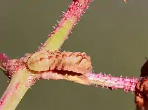 Larva