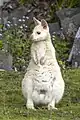 White wallaby female(N. r. rufogriseus)