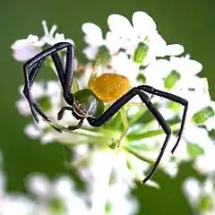 Male Misumenoides formosipes