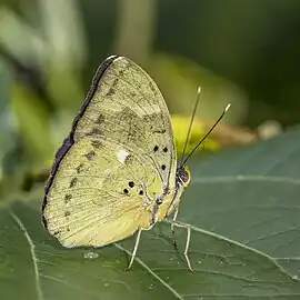 male E. m. medonNyamebe Bepo Forest Reserve, Ghana