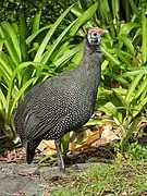 Guineafowl