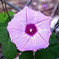 Ipomoea cordatotriloba