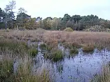 Wildmoor Heath