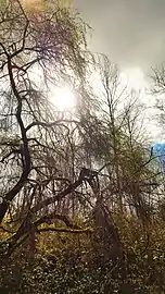 Weeping willow trees in the sunlight.