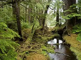  Temperate rainforest scenery