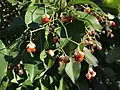 Winter Creeper, Euonymus fortunei, showing its orange berries