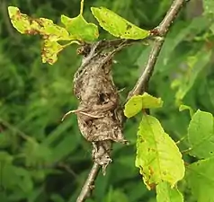 Winter nest