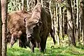 wisent