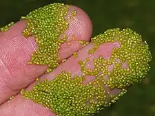 Wolffia arrhiza, a rootless floating freshwater plant under 2 mm across