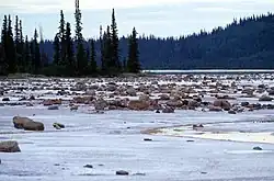 Lake and fir forest scenery