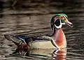 Wood duck drake in New York