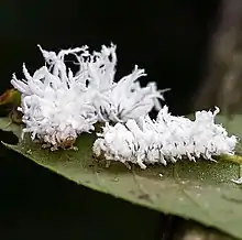 Woolly Butternut Sawfly (Eriocampa juglandis) larvae