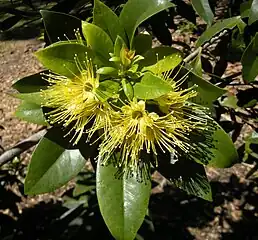 Flowers of Xanthostemon chrysanthus