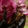 Pollinia of milkweed (Asclepias) on the legs of carpenteer bee (Xylocopa virginica)