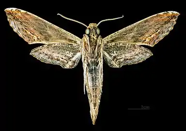 Male ventral MHNT