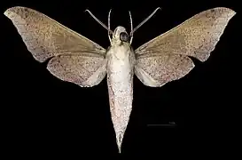 Xylophanes germen yurakano male ventral