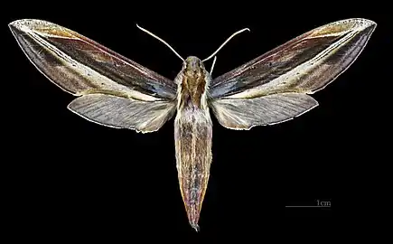 Female dorsal  (coll.MHNT)