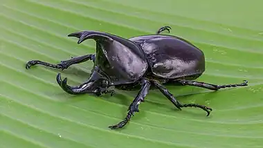 Image 23Xylotrupes socratesPhoto credit: Basile MorinXylotrupes socrates (Siamese rhinoceros beetle, or "fighting beetle"), male, on a banana leaf. This scarab beetle is particularly known for its role in insect fighting in Northern Laos and Thailand.More selected pictures