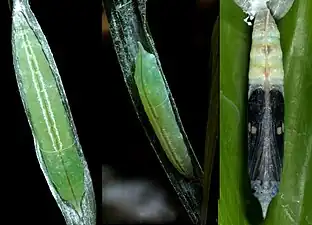 Pupa